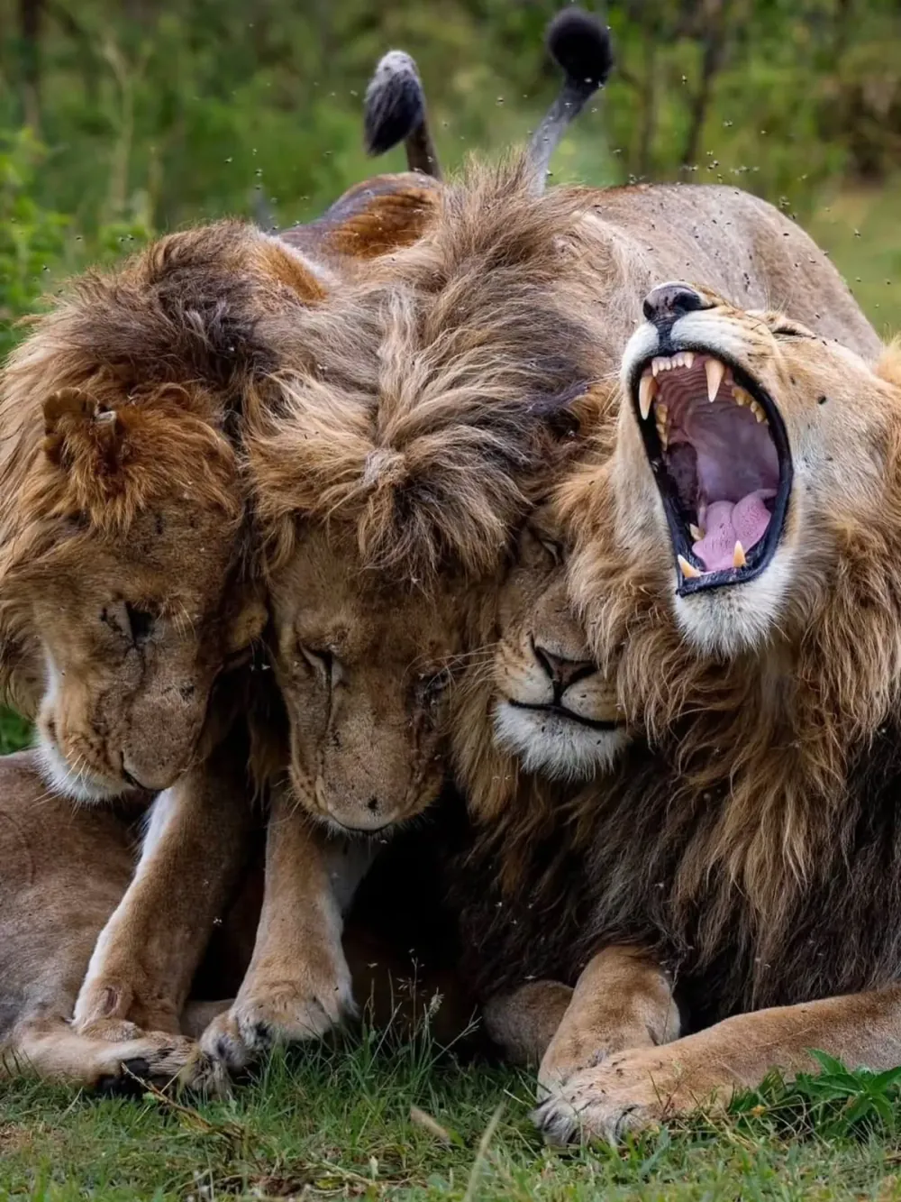 Lions king of the jungle