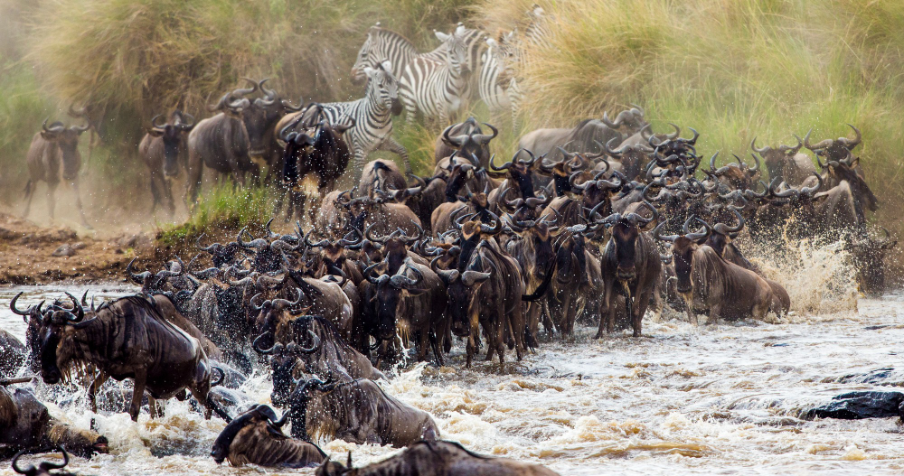 Maasai Mara Safari