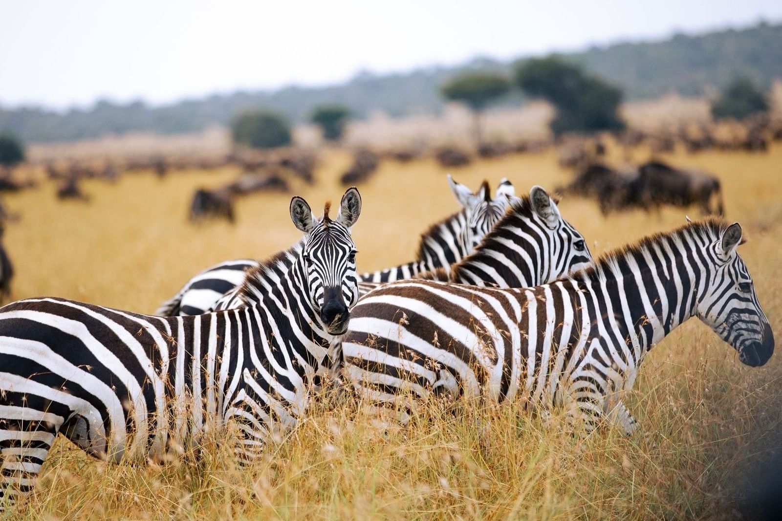 Serengeti Safari